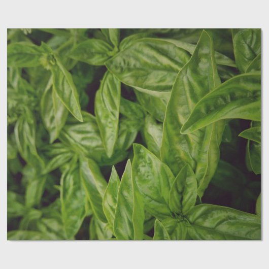 Basilicum Cadeaupapier (Vlak)