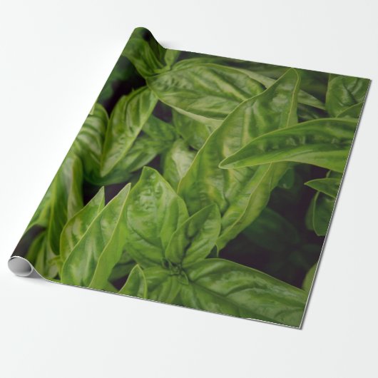 Basilicum Cadeaupapier (Uitgerold)