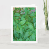 Basilicum (Ocimum basilicum) Kaart (Voorkant)