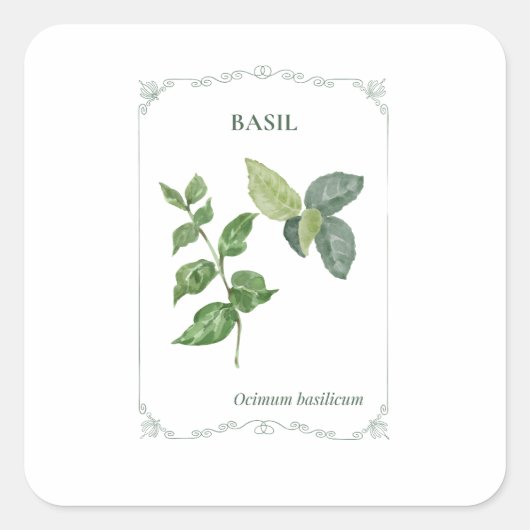 Basilicum - vierkante sticker (Voorkant)