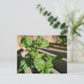 basilicumbladeren, vers briefkaart (Staand voorkant)