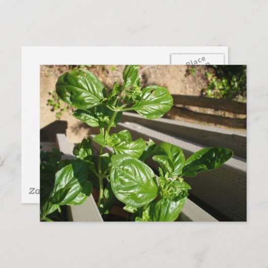 basilicumbladeren, vers briefkaart (Voorkant / Achterkant)