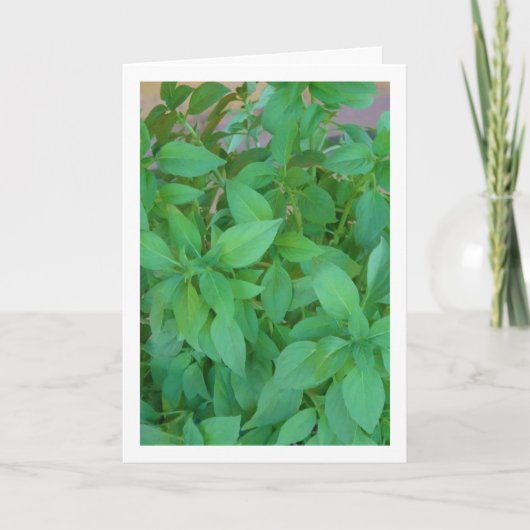 Basilicumkruid (Ocimum basilicum) Kaart (Voorkant)
