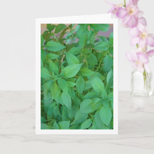 Basilicumkruid (Ocimum basilicum) Kaart (Orchidee)