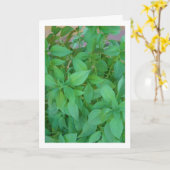 Basilicumkruid (Ocimum basilicum) Kaart (Gele Bloem)