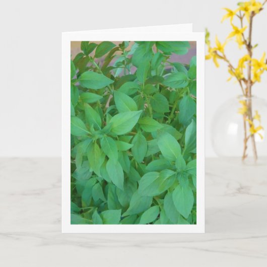 Basilicumkruid (Ocimum basilicum) Kaart (Gele Bloem)