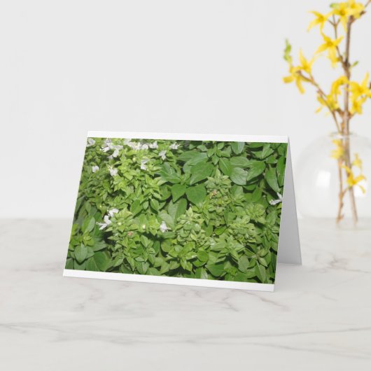 Basilicumkruid (Ocimum basilicum) Kaart (Gele Bloem)
