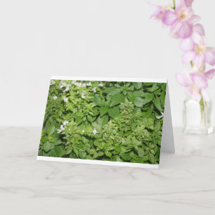 Basilicumkruid (Ocimum basilicum) Kaart