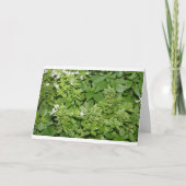 Basilicumkruid (Ocimum basilicum) Kaart (Voorkant)