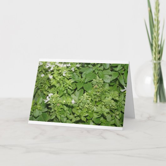 Basilicumkruid (Ocimum basilicum) Kaart (Voorkant)