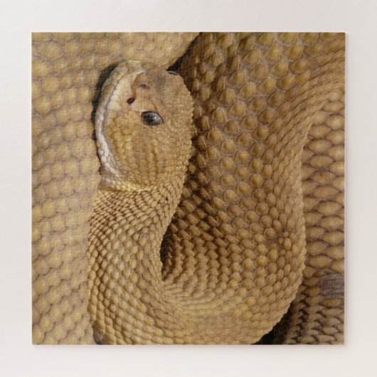Basilisk Pit Viper Rattlesnake Legpuzzel (Horizontaal)