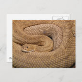 Basilisk Rattlesnake Briefkaart (Voorkant / Achterkant)
