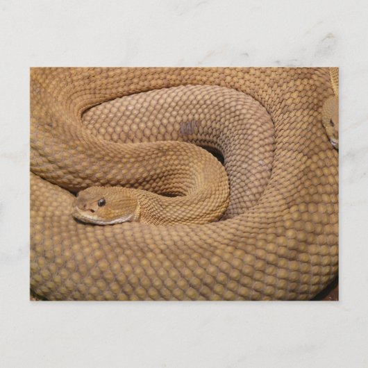 Basilisk Rattlesnake Briefkaart (Voorkant)
