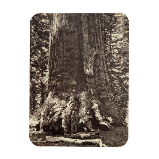 Basis van de Grizzly Giant, uit 'The Yosemite Book Magneet (Verticaal)