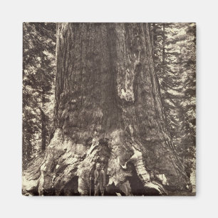 Basis van de Grizzly Giant, uit 'The Yosemite Book Magneet