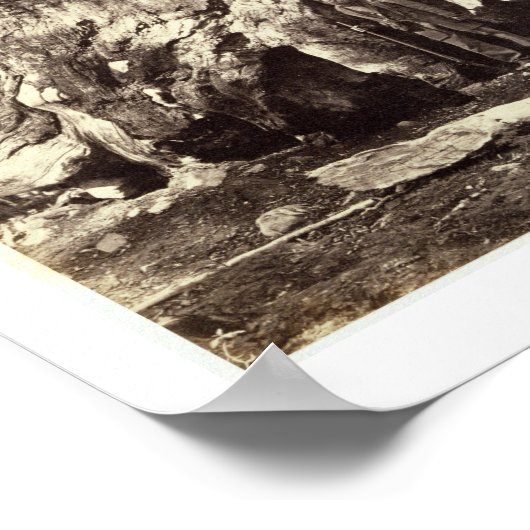 Basis van de Grizzly Giant, uit 'The Yosemite Book Poster (Hoek)