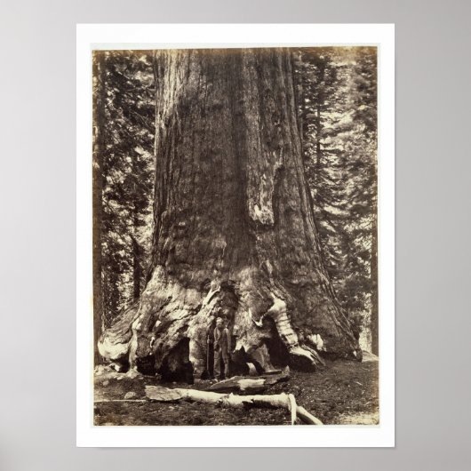 Basis van de Grizzly Giant, uit 'The Yosemite Book Poster (Voorkant)
