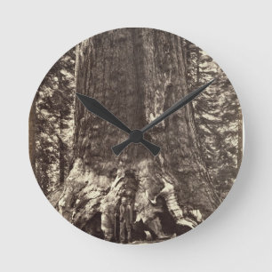 Basis van de Grizzly Giant, uit 'The Yosemite Book Ronde Klok