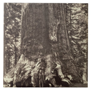 Basis van de Grizzly Giant, uit 'The Yosemite Book Tegeltje