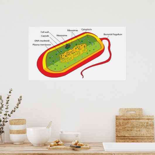 Basisdiagram van een bacteriële prokaryote cel poster (Keuken)