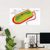 Basisdiagram van een bacteriële prokaryote cel poster (Thuiskantoor)
