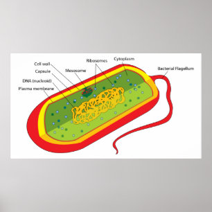 Basisdiagram van een bacteriële prokaryote cel poster