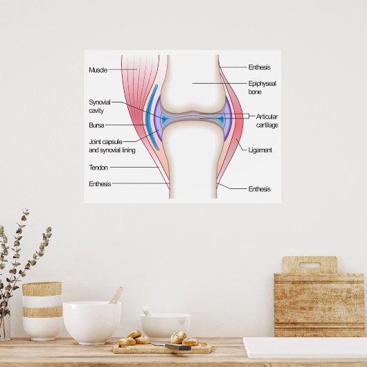 Basisdiagram van een menselijk anatomisch gewricht poster (Keuken)