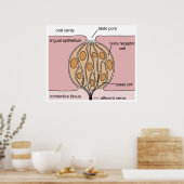 Basisdiagram van een prik van de Tongue Poster (Keuken)