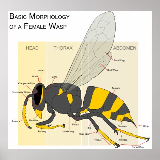 Basismorfologie van een Vrouw Wasp Diagram Poster (Voorkant)