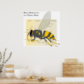 Basismorfologie van een Vrouw Wasp Diagram Poster (Keuken)