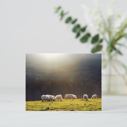 basisschapen briefkaart (Staand voorkant)