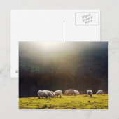 basisschapen briefkaart (Voorkant / Achterkant)