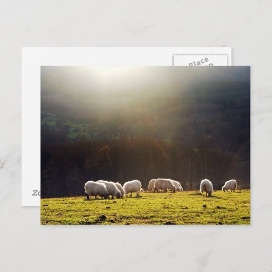 basisschapen briefkaart (Voorkant / Achterkant)