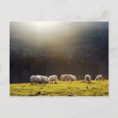 basisschapen briefkaart (Voorkant)