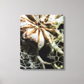 Basket Star (Gorgonocephalus eucnemis) Canvas Afdruk (Voorkant)