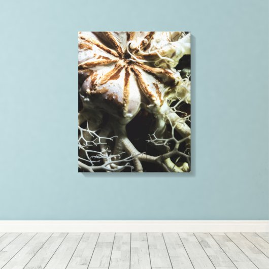 Basket Star (Gorgonocephalus eucnemis) Canvas Afdruk (Insitu (Houten vloer))