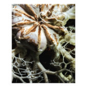 Basket Star (Gorgonocephalus eucnemis) - Fine Art Foto Afdruk (Voorkant)