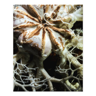 Basket Star (Gorgonocephalus eucnemis) - Fine Art Foto Afdruk