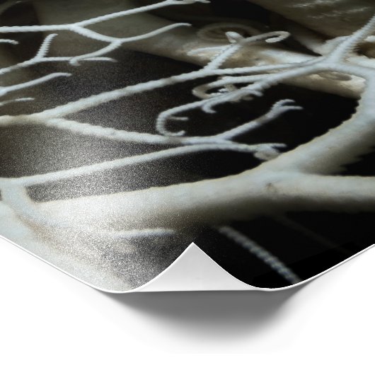 Basket Star (Gorgonocephalus eucnemis) - Fine Art Foto Afdruk (Hoek)