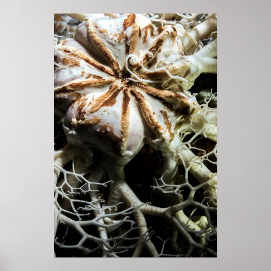 Basket Star (Gorgonocephalus eucnemis) - Poster (Voorkant)
