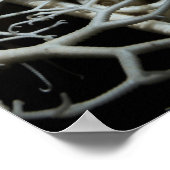 Basket Star (Gorgonocephalus eucnemis) - Poster (Hoek)