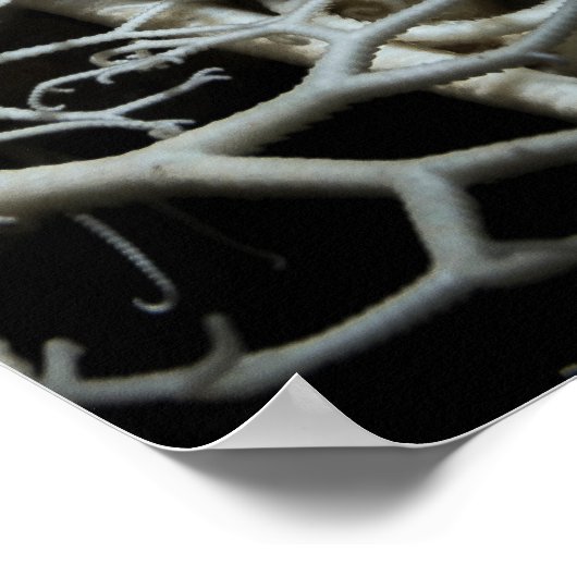 Basket Star (Gorgonocephalus eucnemis) - Poster (Hoek)