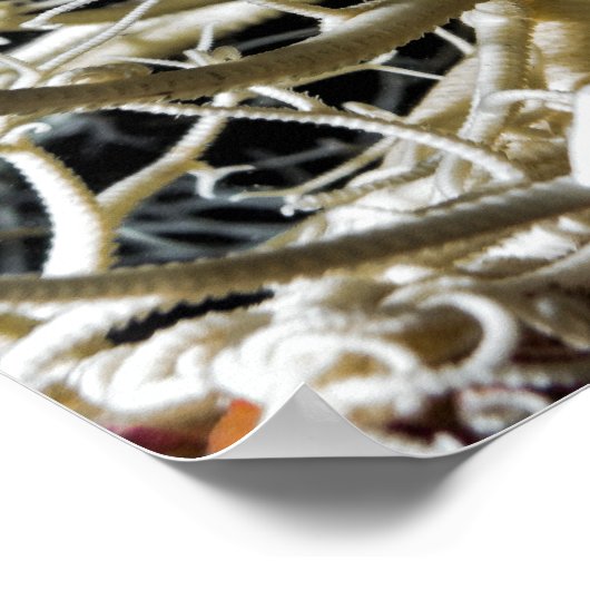 Basket Star (Gorgonocephalus eucnemis) - Poster (Hoek)