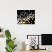 Basket Star (Gorgonocephalus eucnemis) - Poster (Thuiskantoor)
