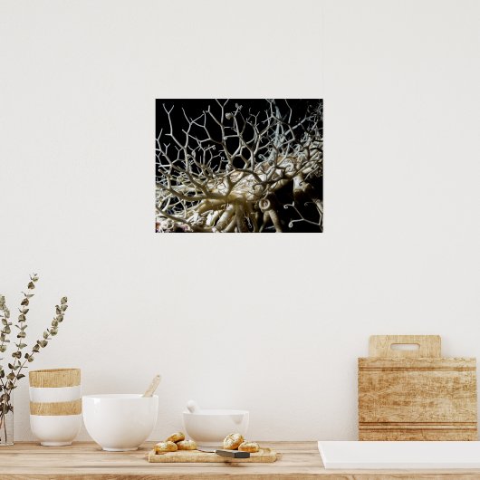 Basket Star (Gorgonocephalus eucnemis) - Poster (Keuken)