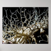 Basket Star (Gorgonocephalus eucnemis) - Poster (Voorkant)