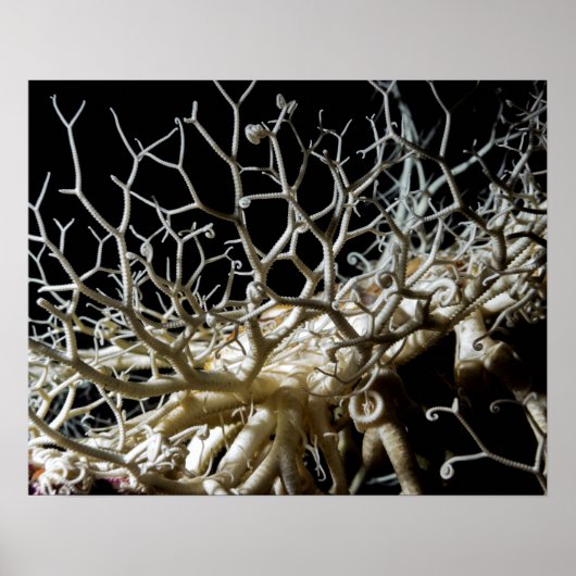 Basket Star (Gorgonocephalus eucnemis) - Poster (Voorkant)