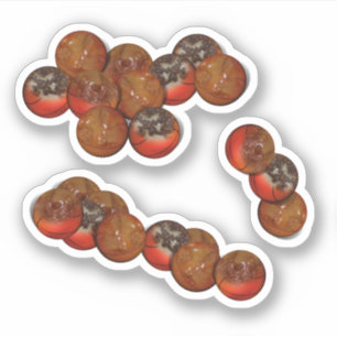 Basketbal donut gaten sticker
