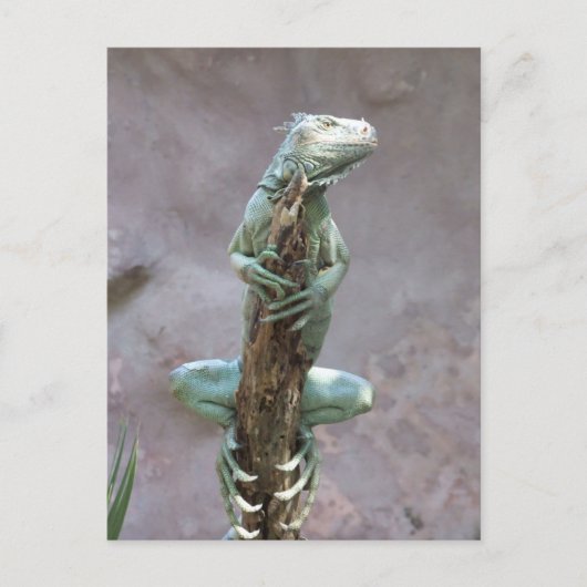 Basking Iguana-Briefkaart Briefkaart (Voorkant)