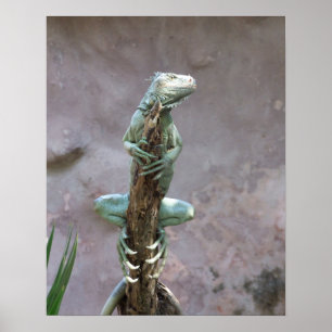 Basking Iguana-Poster Poster